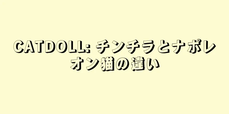 CATDOLL: チンチラとナポレオン猫の違い