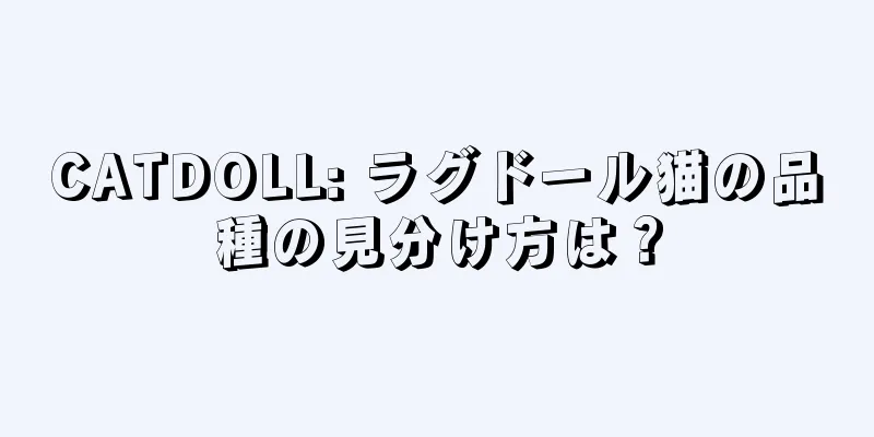 CATDOLL: ラグドール猫の品種の見分け方は？