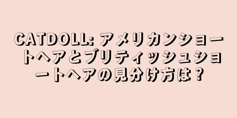 CATDOLL: アメリカンショートヘアとブリティッシュショートヘアの見分け方は？