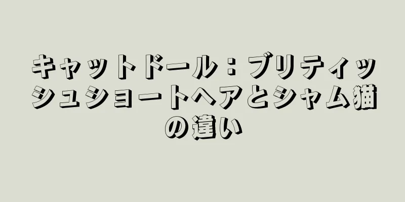 キャットドール：ブリティッシュショートヘアとシャム猫の違い