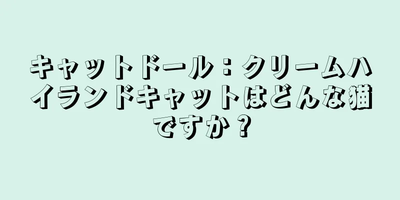 キャットドール：クリームハイランドキャットはどんな猫ですか？