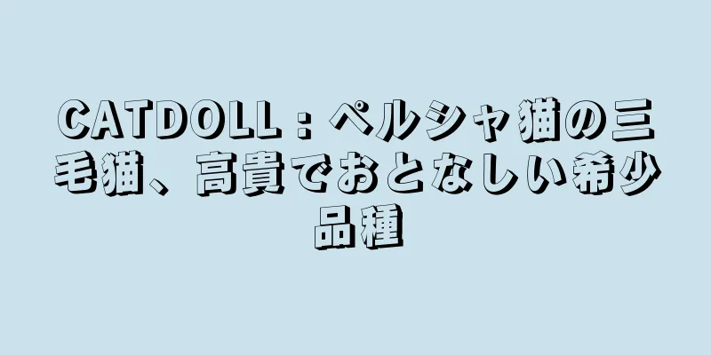 CATDOLL : ペルシャ猫の三毛猫、高貴でおとなしい希少品種