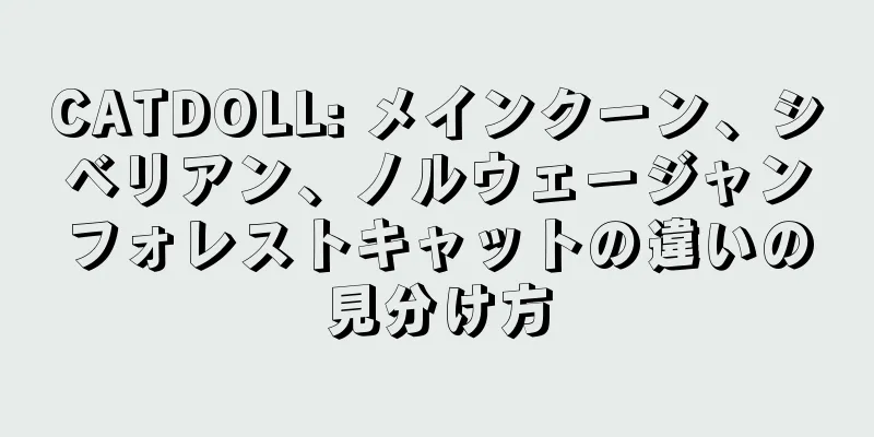 CATDOLL: メインクーン、シベリアン、ノルウェージャンフォレストキャットの違いの見分け方