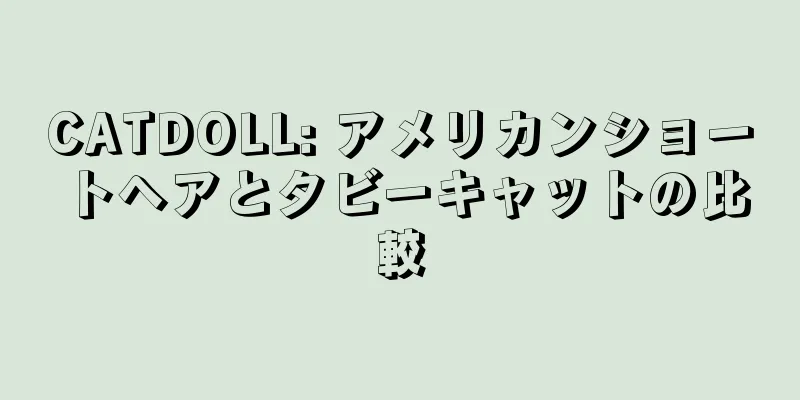CATDOLL: アメリカンショートヘアとタビーキャットの比較