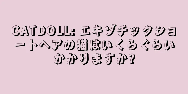 CATDOLL: エキゾチックショートヘアの猫はいくらぐらいかかりますか?