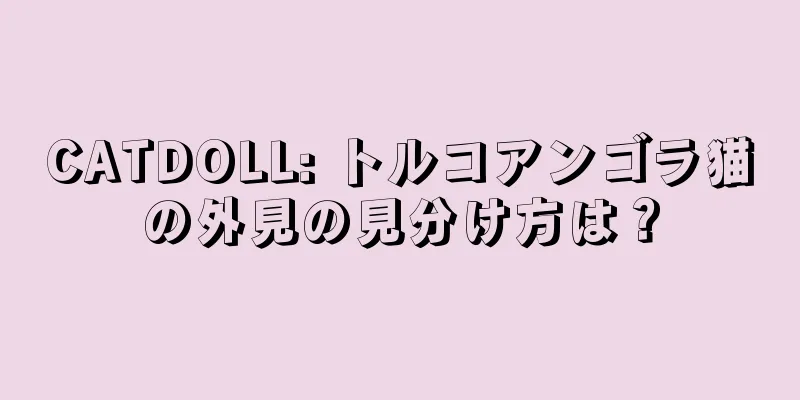 CATDOLL: トルコアンゴラ猫の外見の見分け方は？