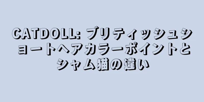 CATDOLL: ブリティッシュショートヘアカラーポイントとシャム猫の違い