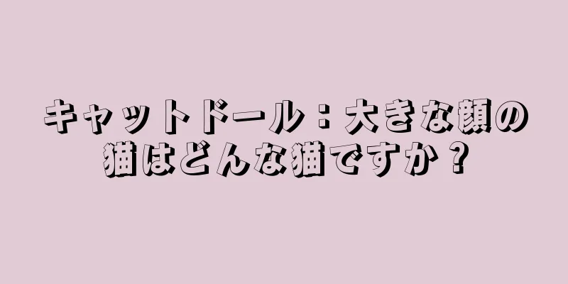 キャットドール：大きな顔の猫はどんな猫ですか？