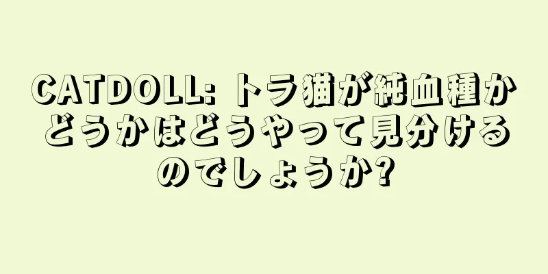 CATDOLL: トラ猫が純血種かどうかはどうやって見分けるのでしょうか?