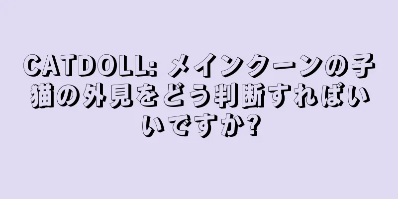 CATDOLL: メインクーンの子猫の外見をどう判断すればいいですか?