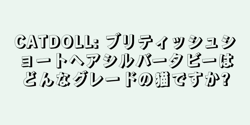 CATDOLL: ブリティッシュショートヘアシルバータビーはどんなグレードの猫ですか?