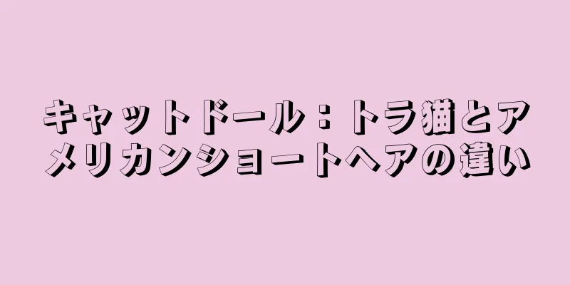 キャットドール：トラ猫とアメリカンショートヘアの違い