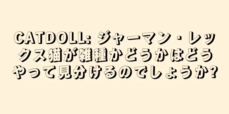 CATDOLL: ジャーマン・レックス猫が雑種かどうかはどうやって見分けるのでしょうか?
