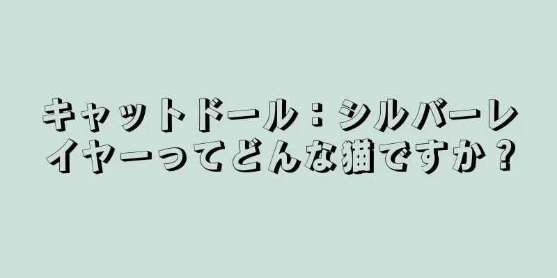 キャットドール：シルバーレイヤーってどんな猫ですか？