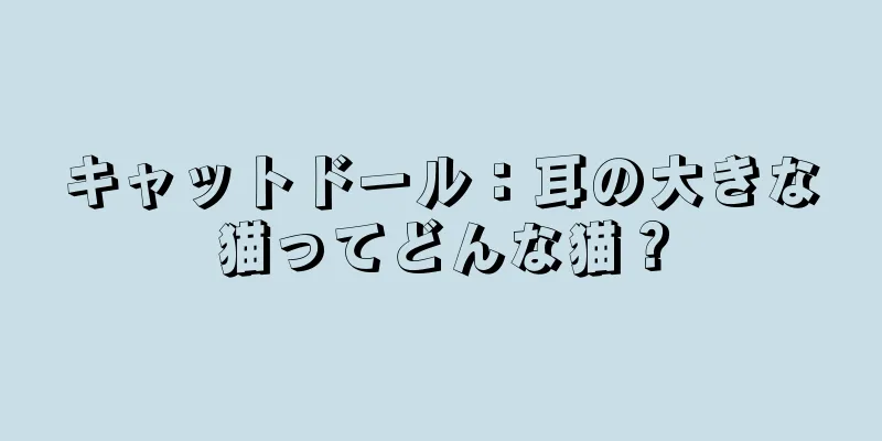 キャットドール：耳の大きな猫ってどんな猫？