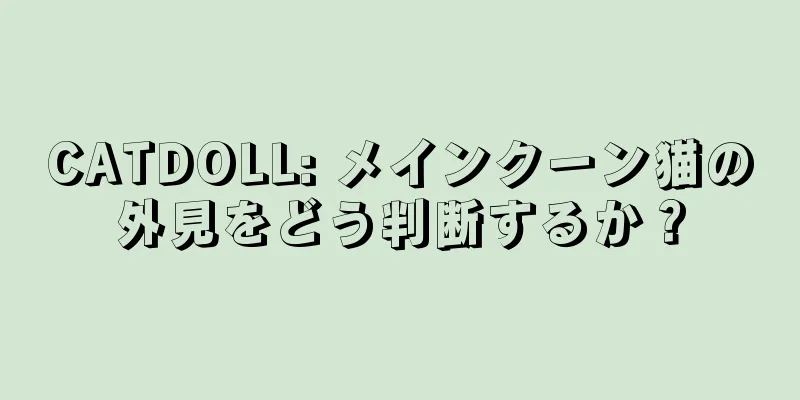 CATDOLL: メインクーン猫の外見をどう判断するか？