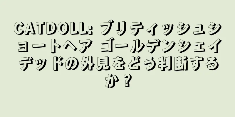 CATDOLL: ブリティッシュショートヘア ゴールデンシェイデッドの外見をどう判断するか？
