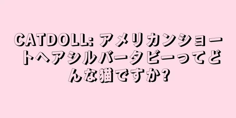CATDOLL: アメリカンショートヘアシルバータビーってどんな猫ですか?