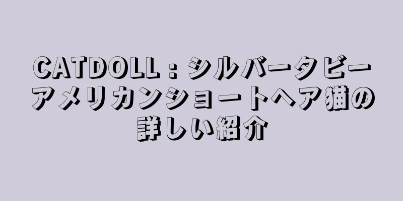 CATDOLL : シルバータビーアメリカンショートヘア猫の詳しい紹介