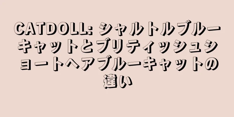 CATDOLL: シャルトルブルーキャットとブリティッシュショートヘアブルーキャットの違い