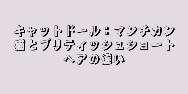 キャットドール：マンチカン猫とブリティッシュショートヘアの違い