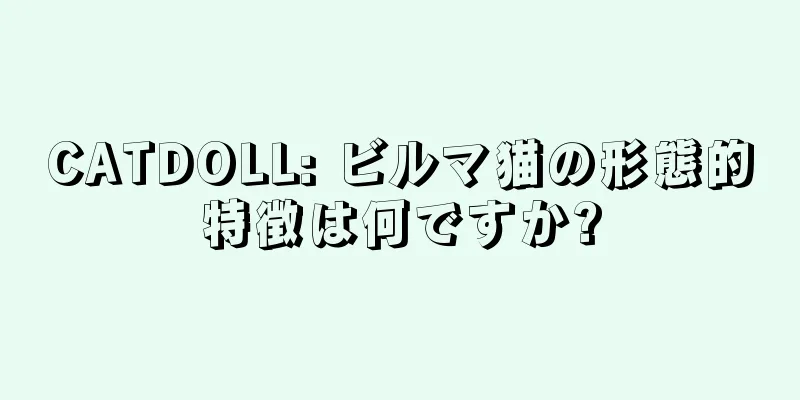 CATDOLL: ビルマ猫の形態的特徴は何ですか?