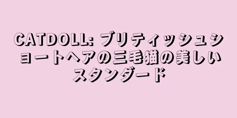 CATDOLL: ブリティッシュショートヘアの三毛猫の美しいスタンダード