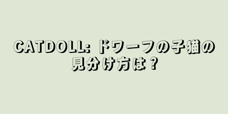 CATDOLL: ドワーフの子猫の見分け方は？