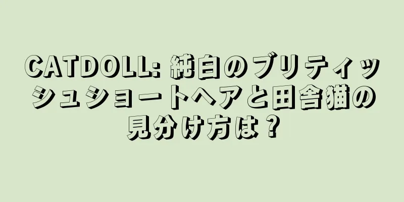 CATDOLL: 純白のブリティッシュショートヘアと田舎猫の見分け方は？