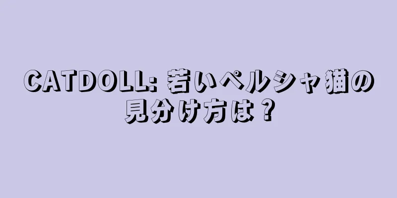 CATDOLL: 若いペルシャ猫の見分け方は？
