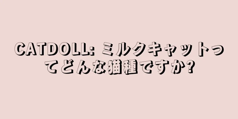 CATDOLL: ミルクキャットってどんな猫種ですか?