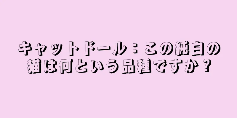 キャットドール：この純白の猫は何という品種ですか？