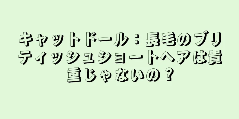 キャットドール：長毛のブリティッシュショートヘアは貴重じゃないの？