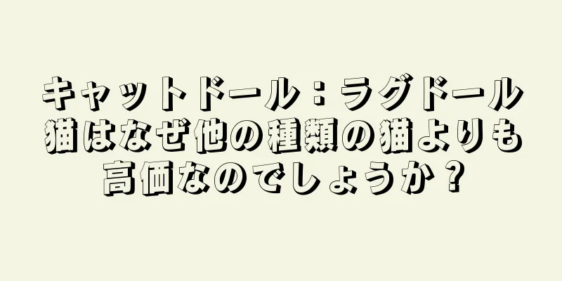 キャットドール：ラグドール猫はなぜ他の種類の猫よりも高価なのでしょうか？