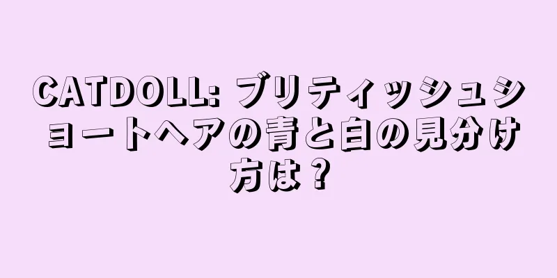 CATDOLL: ブリティッシュショートヘアの青と白の見分け方は？