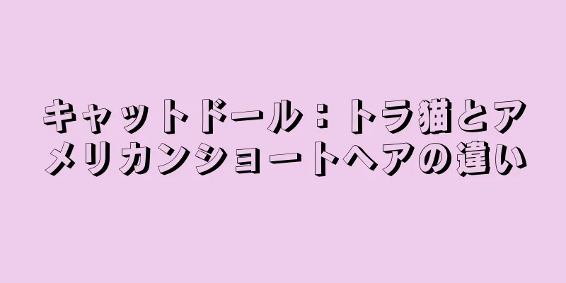 キャットドール：トラ猫とアメリカンショートヘアの違い