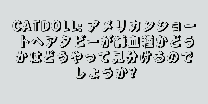 CATDOLL: アメリカンショートヘアタビーが純血種かどうかはどうやって見分けるのでしょうか?