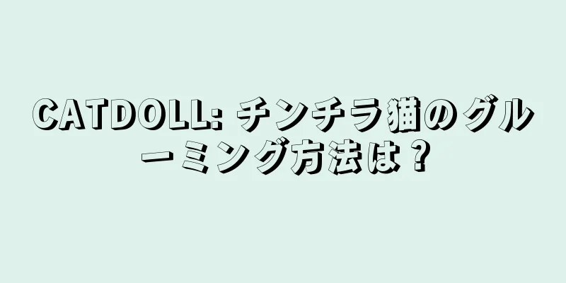 CATDOLL: チンチラ猫のグルーミング方法は？