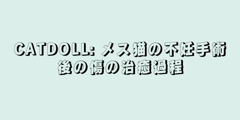 CATDOLL: メス猫の不妊手術後の傷の治癒過程