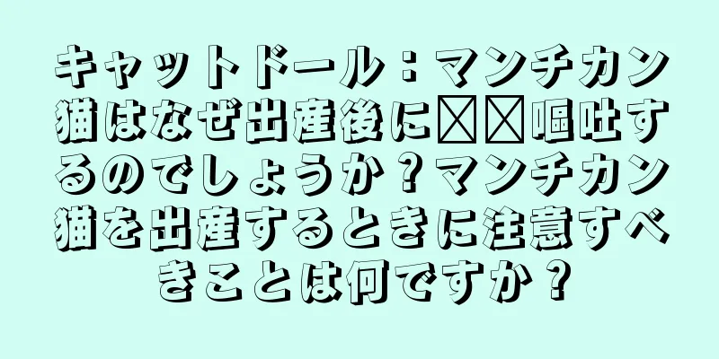 キャットドール：マンチカン猫はなぜ出産後に​​嘔吐するのでしょうか？マンチカン猫を出産するときに注意すべきことは何ですか？
