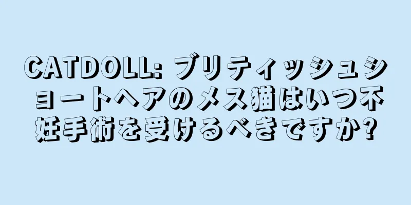 CATDOLL: ブリティッシュショートヘアのメス猫はいつ不妊手術を受けるべきですか?