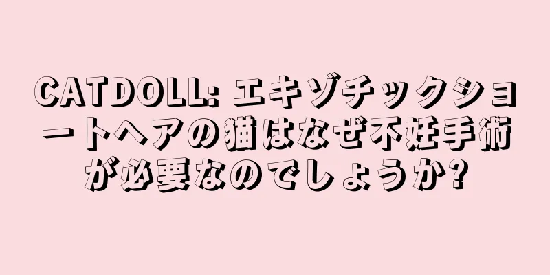 CATDOLL: エキゾチックショートヘアの猫はなぜ不妊手術が必要なのでしょうか?