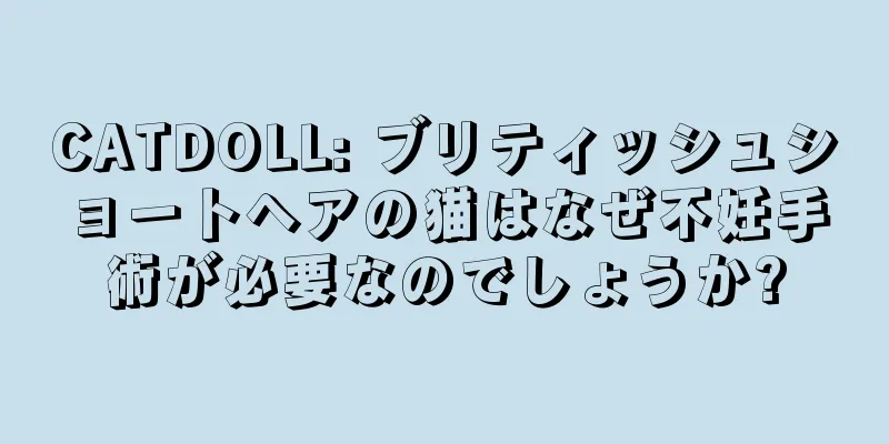 CATDOLL: ブリティッシュショートヘアの猫はなぜ不妊手術が必要なのでしょうか?