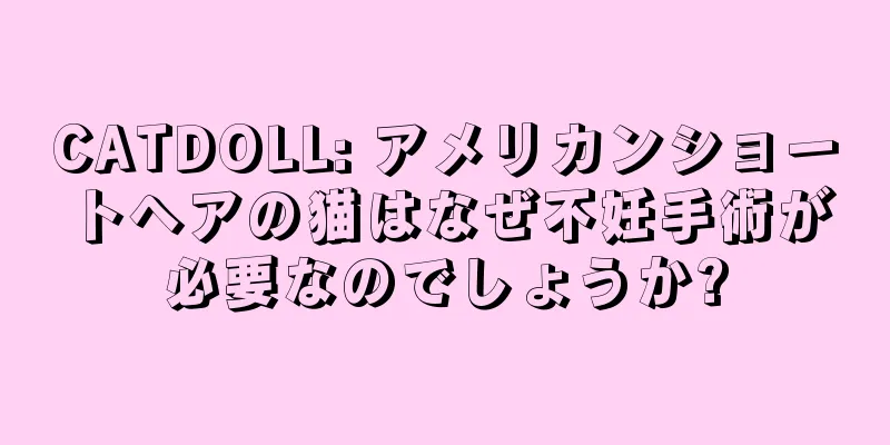 CATDOLL: アメリカンショートヘアの猫はなぜ不妊手術が必要なのでしょうか?