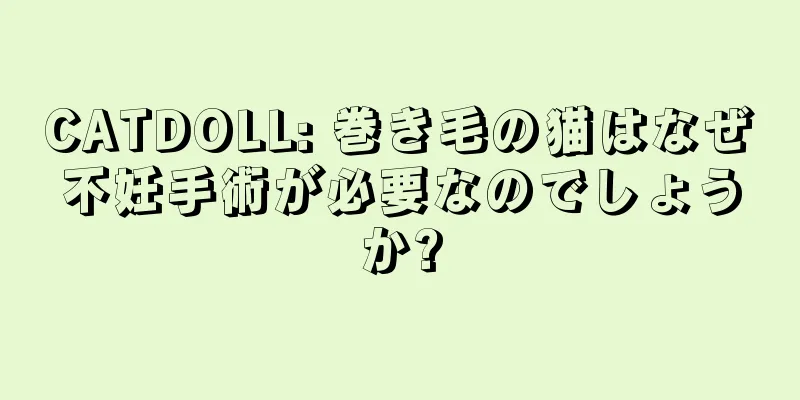 CATDOLL: 巻き毛の猫はなぜ不妊手術が必要なのでしょうか?