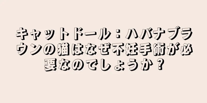 キャットドール：ハバナブラウンの猫はなぜ不妊手術が必要なのでしょうか？