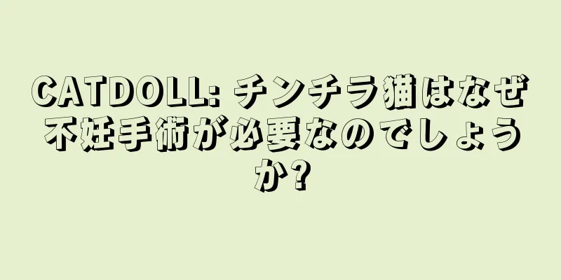 CATDOLL: チンチラ猫はなぜ不妊手術が必要なのでしょうか?