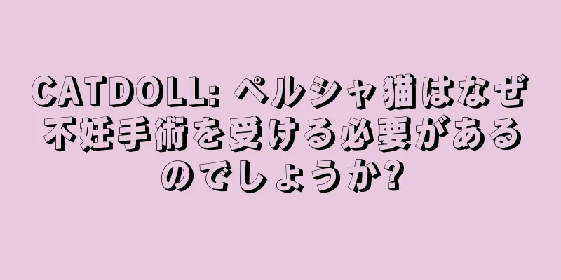 CATDOLL: ペルシャ猫はなぜ不妊手術を受ける必要があるのでしょうか?