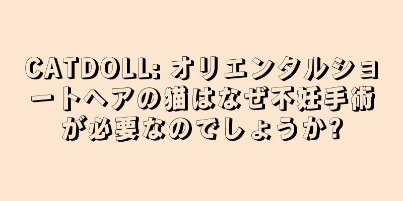 CATDOLL: オリエンタルショートヘアの猫はなぜ不妊手術が必要なのでしょうか?