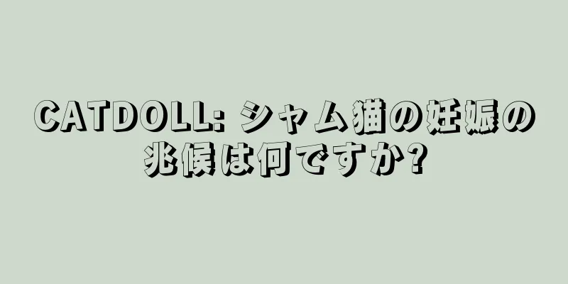 CATDOLL: シャム猫の妊娠の兆候は何ですか?
